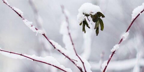 Облачная снежная погода ожидается в Москве 4 января