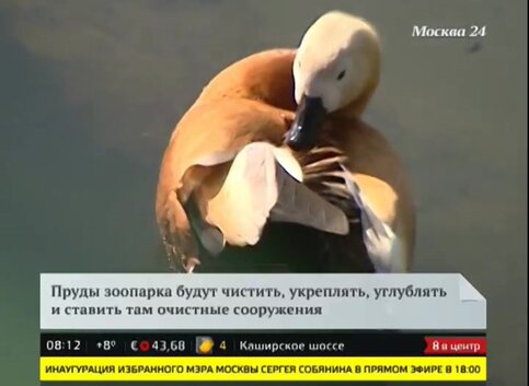 Открытые катки или где покататься на коньках в Москве в ...