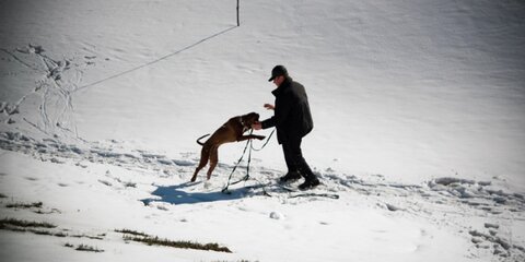 Молодой человек в Подмосковье спас собаку, провалившуюся под лед