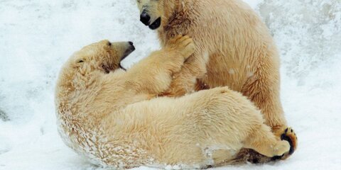 Работники столичного зоопарка стараются продлить медведям спячку
