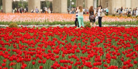 Около 400 тысяч цветов высадят на ВВЦ в этом году