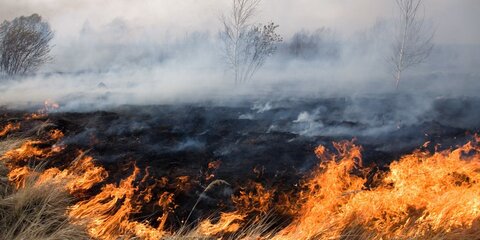 В Подмосковных лесах возрос уровень пожарной опасности из-за ветра