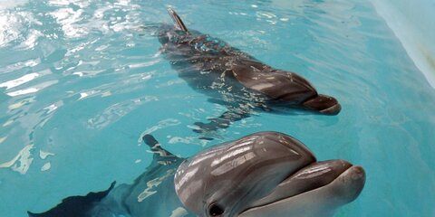 Московский дельфинарий оштрафован за незаконное содержание афалин