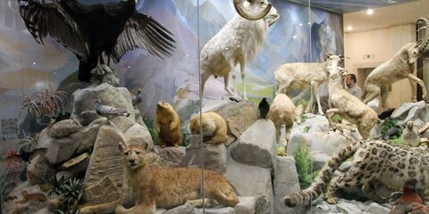 Посетители Дарвиновского музея будут отгадывать загадки о животных