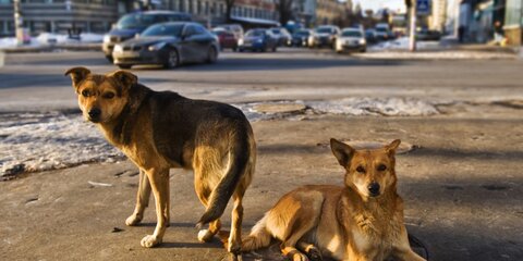 Жители района Южное Бутово жалуются на массовую гибель собак