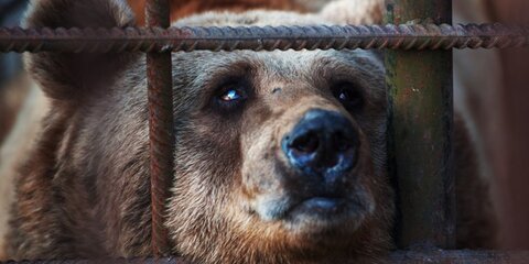 Медведи-алкоголики из Сочи пройдут курс лечения в Подмосковье