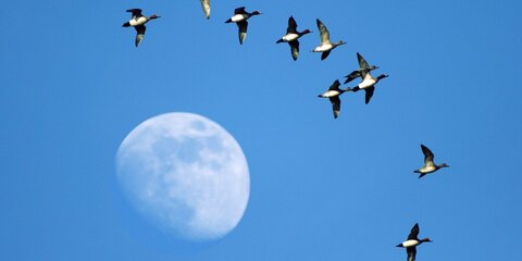 Парки отметят Международный день птиц мастер-классами и викторинами
