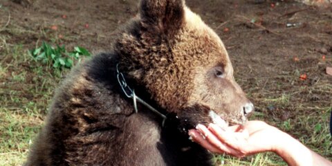 В Новой Москве спасли спрятавшегося на дереве медвежонка