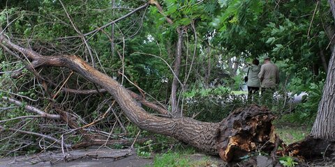 Упавшее дерево парализовало движение на улице Новодмитровская
