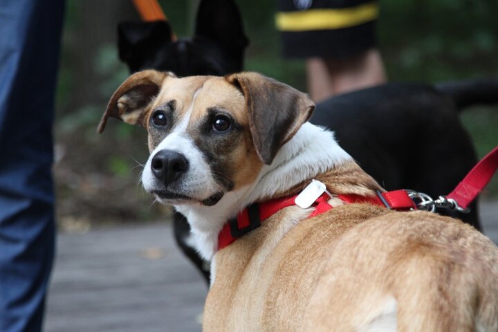 Енот Программа Для Ветклиник Скачать