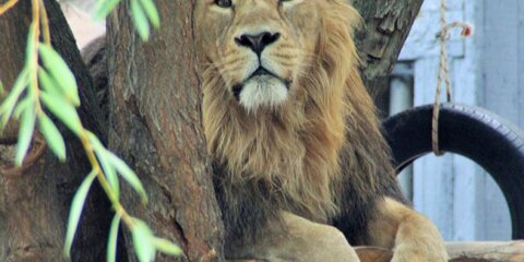 Двухмесячного львенка истязали в контактном зоопарке в центре Москвы