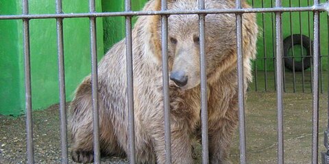 Волонтеры помогут медведю-актеру восстановиться после инсульта