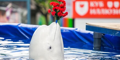 Прокуратура требует закрыть нелегальный дельфинарий в парке 