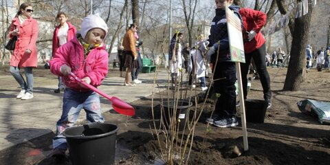 Москвичи решат, какие дворы озеленят будущей весной