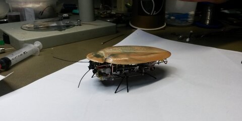 Калининградские ученые создали таракана-терминатора