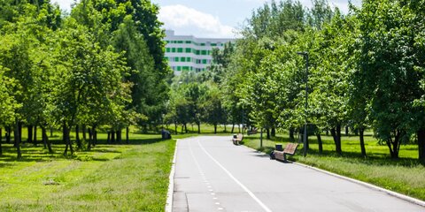 В Москве хотят снизить уровень шума от дорог с помощью деревьев