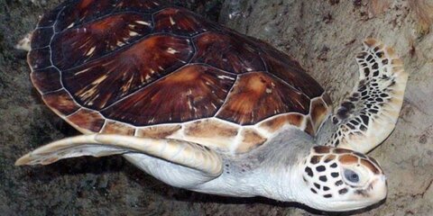 Возле Соломоновых островов обнаружили светящуюся черепаху