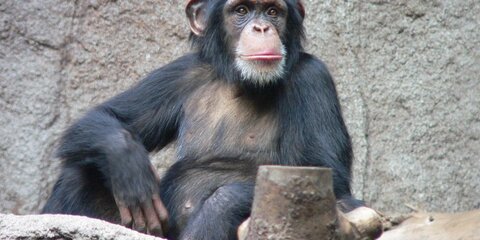 Походка шимпанзе указывает на прямоходящего предка людей и обезьян – ученые