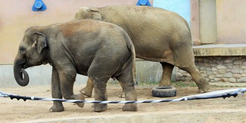В Московском зоопарке после реконструкции открылся слоновник