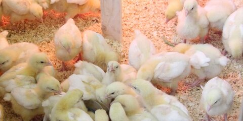 Бройлеры для еды: зачем цыпленка превращают в качка