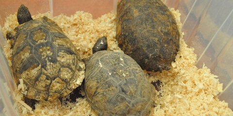 Изъятые в Домодедово черепахи поселились в зоопарке