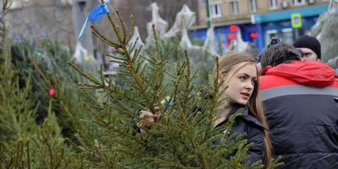 В Москве с 20 декабря заработают 242 елочных базара