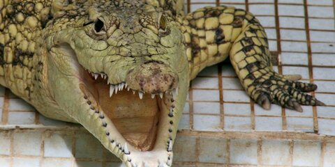 В Индонезии крокодил растерзал российского дайвера