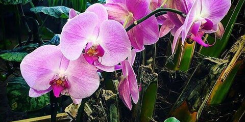 Фестиваль орхидей в 