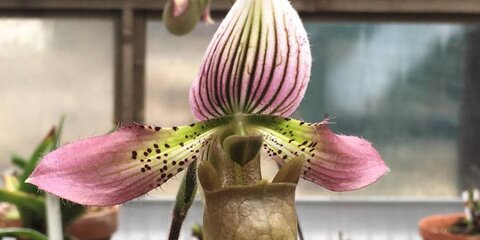 Редкие орхидеи расцвели в Ботаническом саду МГУ 