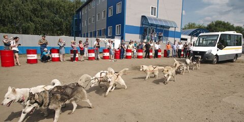 Десять ездовых собак сдвинули пассажирский автобус в Подмосковье