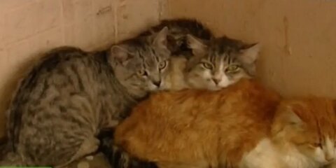 В доме на Палехской улице обнаружили сотню кошек