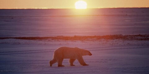 Президентская библиотека и РГО оцифруют новые документы по Арктике