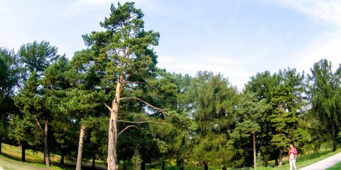 Благодаря усилиям ЕР Жулебинский лес получил охранный статус