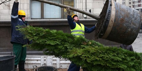 До конца осени в Москве высадят более 110 тысяч деревьев и кустарников