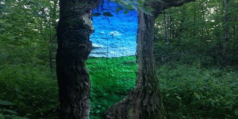 Художники превратят старые деревья в произведения искусства