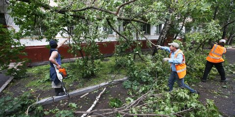 Около 20 деревьев повалило в различных районах столицы