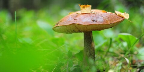 Лесные приключения: как правильно и где лучше всего искать грибы