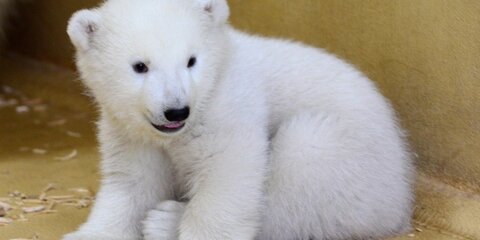 Потерявший мать белый медвежонок поселится в Московском зоопарке