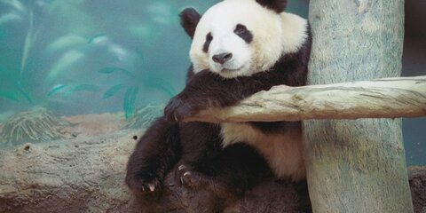 Гигантская панда может пополнить экспозицию Московского зоопарка