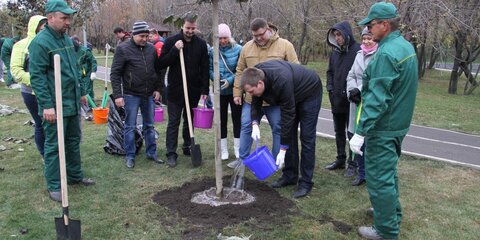 Активные граждане выберут дворы для высадки новых деревьев