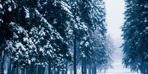 Снежные заносы и потепление ждут москвичей в четверг