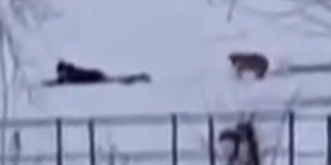 Мужчина спас провалившихся под лед собак