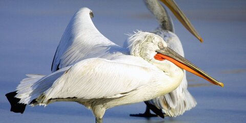 Птенцов розового и кудрявого пеликанов увидят посетители Московского зоопарка