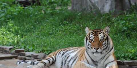 Тигр Упорный погиб в Хабаровском крае