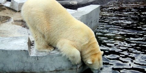 Московский зоопарк предложит экотуры на Северный полюс