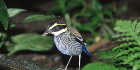 Все 18 видов птицы питты покажут в Дарвиновском музее