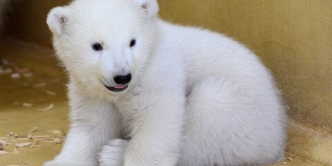 Московский зоопарк создаст комплекс вольеров для реабилитации белых медвежат
