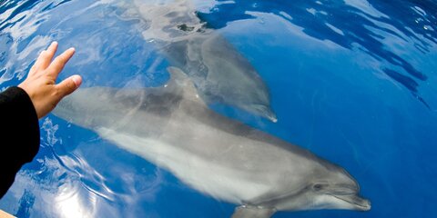 Передвижные дельфинарии в России могут запретить