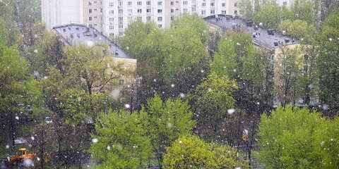 Москву снова накрыл майский снегопад