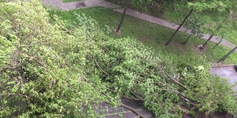 Ураган повалил более тысячи деревьев в Москве и ЦФО